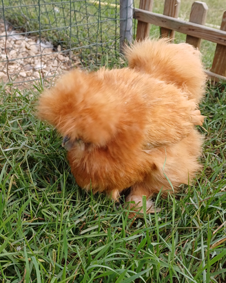 Galline moroseta
