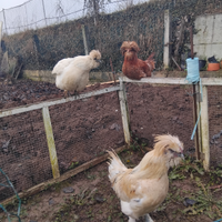 Coppia di gallo e gallina unica al mondo