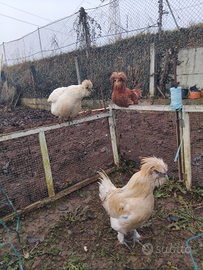 Coppia di gallo e gallina unica al mondo