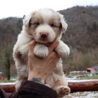 Australian shepherd
