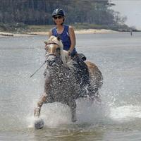 Chiodi per calzature cavallo