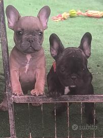Bulldog francese cucciolo maschio