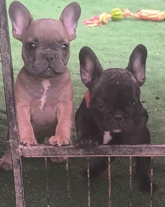 Bulldog francese cucciolo maschio