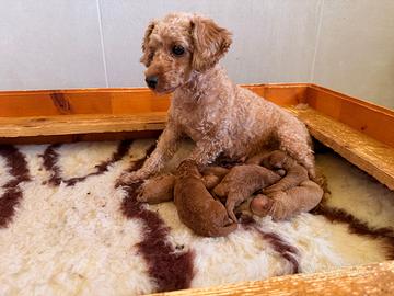 Barboncino cuccioli toy rossi pedigree enci