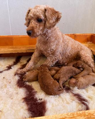 Barboncino cuccioli toy rossi pedigree enci