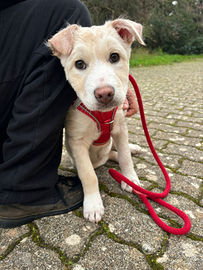 Cometa dolcissima cucciola
