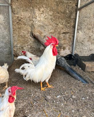 Gallo livornese