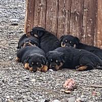 Vendita cuccioli di Rottweiler