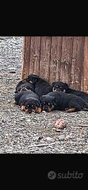 Vendita cuccioli di Rottweiler