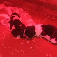 Meravigliosi cuccioli di Epagneul Breton