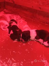 Meravigliosi cuccioli di Epagneul Breton