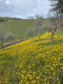 Terreni vigneti e oliveti
