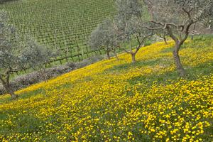 Terreni vigneti e oliveti