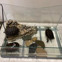 Acquario per tartarughe