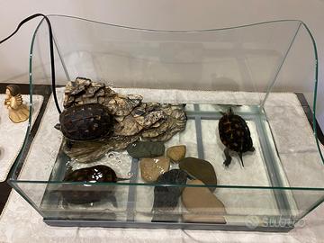 Acquario per tartarughe