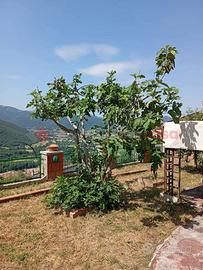 Appartamento Pereto [Cod. rif 3244601VRG]