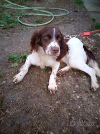 Springer spaniel - Animali In vendita a Roma