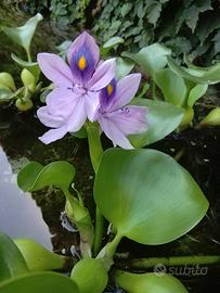 piante acquatiche da laghetto - bio-piscina 