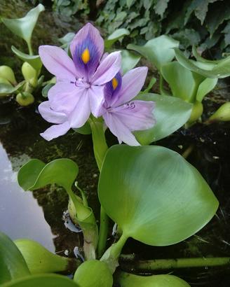 piante acquatiche da laghetto - bio-piscina 