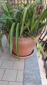 piante con vaso
