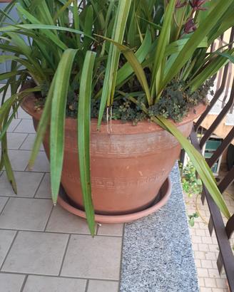 piante con vaso