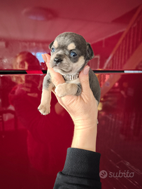 Chihuahua mini toy