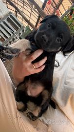 Cucciolo di cani