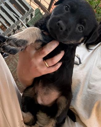 Cucciolo di cani
