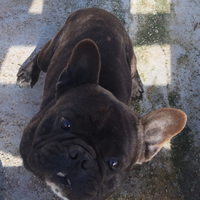 Bulldog francese