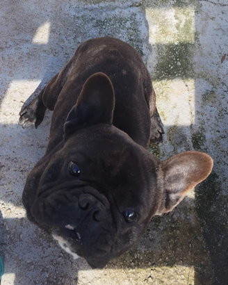 Bulldog francese