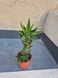 pianta grassa di aloe perfoliata