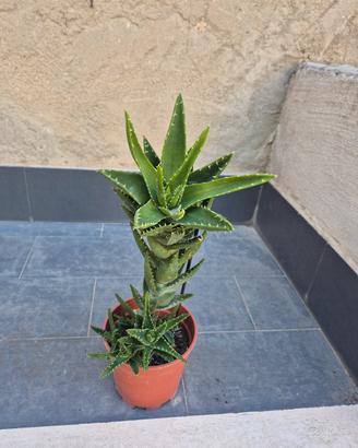 pianta grassa di aloe perfoliata
