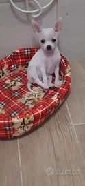 Chihuahua