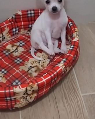 Chihuahua