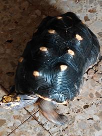 Geochelone carbonario