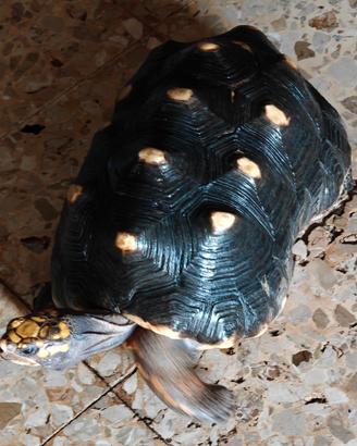 Geochelone carbonario