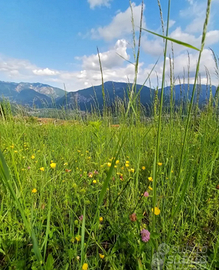 Privato vende terreni agricoli in Vallagarina