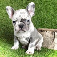 CUCCIOLI di BOULEDOGUE - BULLDOG FRANCESE MERLE