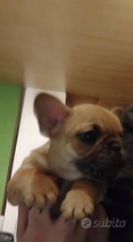 Bulldog francese