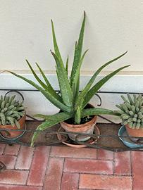 Piante aloe