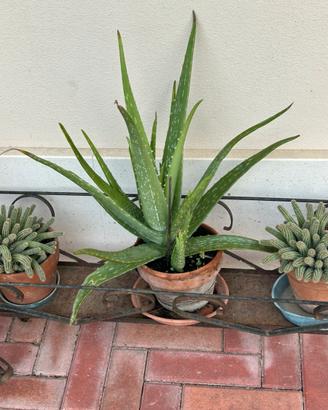 Piante aloe
