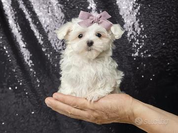 Cucciolina femmina di Maltese