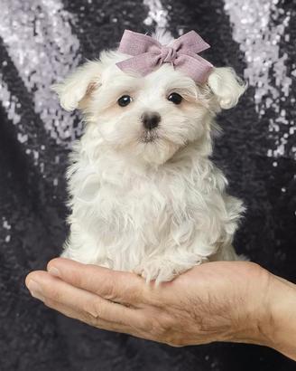 Cucciolina femmina di Maltese