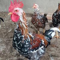 Galli e galline Millefiori di Lonigo