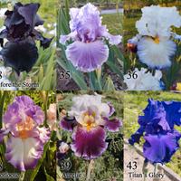 rizomi iris germanica gaggioli, vari colori