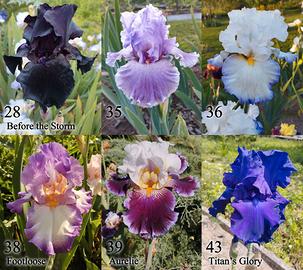 rizomi iris germanica gaggioli, vari colori