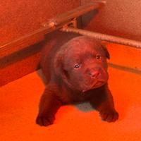 Labrador Retriever Chocolate