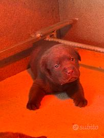Labrador Retriever Chocolate