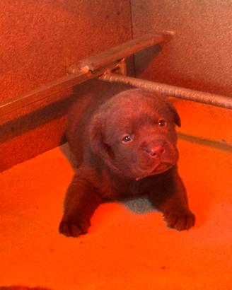 Labrador Retriever Chocolate