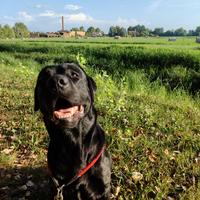 Labrador maschio nero per accoppiamento